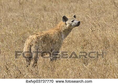 "Spotted Hyena (Crocuta crocuta) in the Ngorongoro Crater, Ngorongoro Conservation Area, Tanzania, Africa" View Large Photo Image Stock Image - "Spotted Hyena (Crocuta crocuta) in the Ngorongoro Crater, Ngorongoro Conservation Area, Tanzania, Africa". Fotosearch