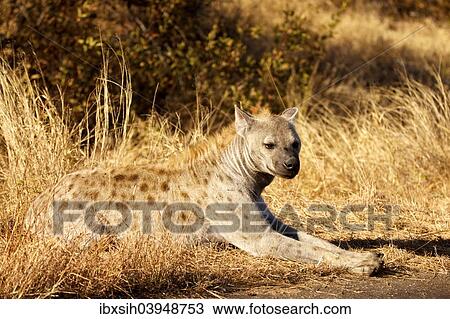 Stock Image - "Spotted Hyena (Crocuta crocuta) lying in the grass, Kruger National Park, South Africa, Africa". Fotosearch