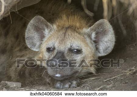 "Spotted Hyena (Crocuta crocuta), Ishasha, Queen Elizabeth National Park, Uganda, Africa" View Large Photo Image Picture - "Spotted Hyena (Crocuta crocuta), Ishasha, Queen Elizabeth National Park, Uganda, Africa". Fotosearch