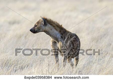 "Spotted Hyena (Crocuta crocuta) standing in long grass, Etosha National Park, Namibia, Africa" View Large Photo Image Picture - "Spotted Hyena (Crocuta crocuta) standing in long grass, Etosha National Park, Namibia, Africa". Fotosearch