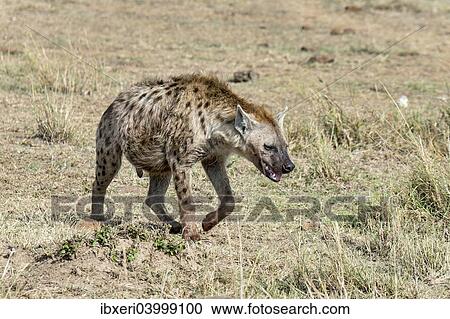 "Spotted Hyena (Crocuta crocuta), Maasai Mara National Reserve, Kenya, Ostfrika, Africa" View Large Photo Image Stock Image - "Spotted Hyena (Crocuta crocuta), Maasai Mara National Reserve, Kenya, Ostfrika, Africa". Fotosearch