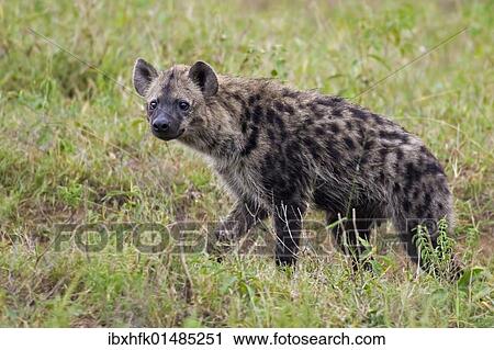"Spotted Hyena (Crocuta crocuta), Hluhluwe-Imfolozi National Park, South Africa, Africa" View Large Photo Image Stock Image - "Spotted Hyena (Crocuta crocuta), Hluhluwe-Imfolozi National Park, South Africa, Africa". Fotosearch