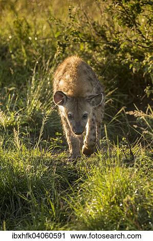 Stock Image - "Spotted Hyena (Crocuta crocuta), Ishasha, Queen Elizabeth National Park, Uganda, Africa". Fotosearch
