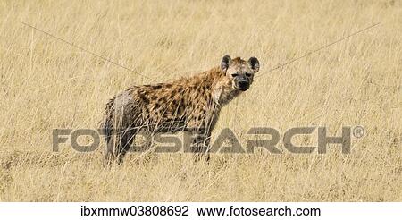 "Spotted Hyena (Crocuta crocuta) walking through dry grass, Etosha National Park, Namibia, Africa" View Large Photo Image Stock Image - "Spotted Hyena (Crocuta crocuta) walking through dry grass, Etosha National Park, Namibia, Africa". Fotosearch