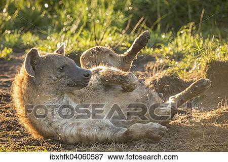 Stock Photo - "Spotted Hyena (Crocuta crocuta), Ishasha, Queen Elizabeth National Park, Uganda, Africa". Fotosearch