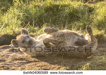 Stock Photo - "Spotted Hyena (Crocuta crocuta), Ishasha, Queen Elizabeth National Park, Uganda, Africa". Fotosearch