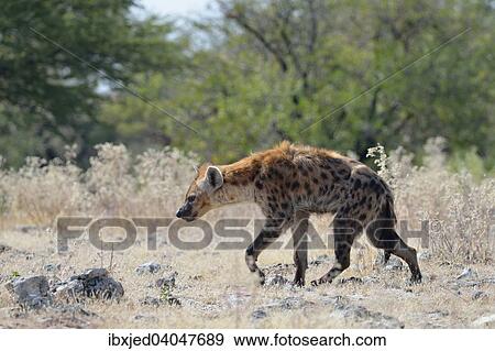 "Spotted Hyena (Crocuta crocuta), walking on stony ground, Etosha National Park, Namibia, Africa" View Large Photo Image Stock Photo - "Spotted Hyena (Crocuta crocuta), walking on stony ground, Etosha National Park, Namibia, Africa". Fotosearch
