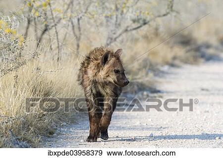 "Spotted Hyena (Crocuta crocuta), sub-adult walking on rocky ground, Etosha National Park, Namibia, Africa" View Large Photo Image Stock Photo - "Spotted Hyena (Crocuta crocuta), sub-adult walking on rocky ground, Etosha National Park, Namibia, Africa". Fotosearch