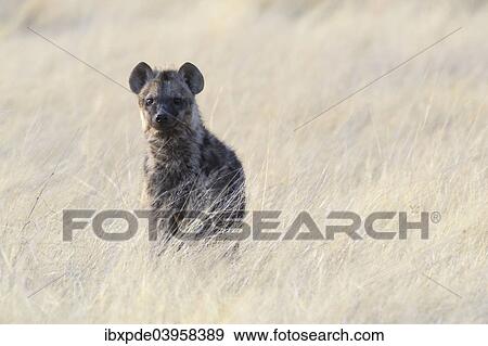 "Spotted Hyena (Crocuta crocuta), sub-adult standing in long grass, Etosha National Park, Namibia, Africa" View Large Photo Image Stock Photo - "Spotted Hyena (Crocuta crocuta), sub-adult standing in long grass, Etosha National Park, Namibia, Africa". Fotosearch