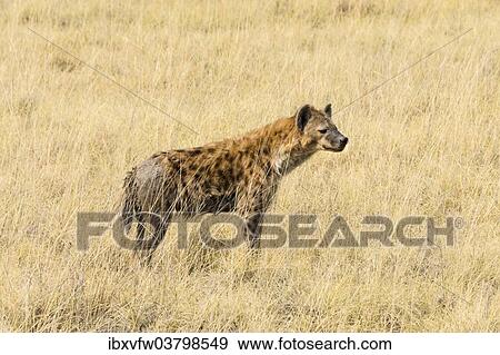 "Spotted Hyena (Crocuta crocuta) standing in dry grass, Etosha National Park, Namibia, Africa" View Large Photo Image Stock Photo - "Spotted Hyena (Crocuta crocuta) standing in dry grass, Etosha National Park, Namibia, Africa". Fotosearch