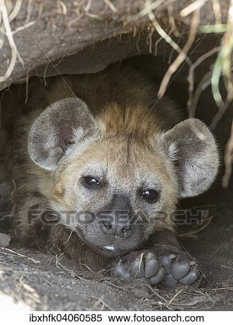 "Spotted Hyena (Crocuta crocuta), Ishasha, Queen Elizabeth National Park, Uganda, Africa" View Large Photo Image Stock Photography - "Spotted Hyena (Crocuta crocuta), Ishasha, Queen Elizabeth National Park, Uganda, Africa". Fotosearch