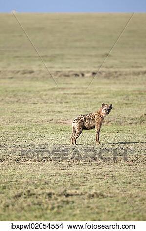 "Spotted Hyena or Laughing Hyena (Crocuta crocuta), Serengeti, Tanzania, Africa" View Large Photo Image Picture - "Spotted Hyena or Laughing Hyena (Crocuta crocuta), Serengeti, Tanzania, Africa". Fotosearch