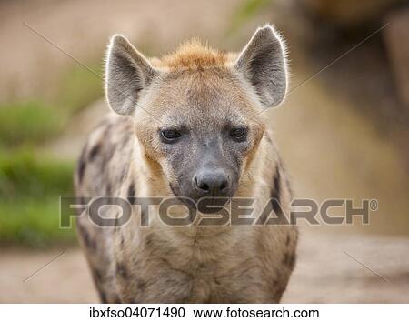 "Spotted Hyena or Laughing Hyena (Crocuta crocuta), captive, Saxony, Germany, Europe" View Large Photo Image Stock Image - "Spotted Hyena or Laughing Hyena (Crocuta crocuta), captive, Saxony, Germany, Europe". Fotosearch