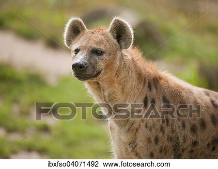 "Spotted Hyena or Laughing Hyena (Crocuta crocuta), captive, Saxony, Germany, Europe" View Large Photo Image Stock Image - "Spotted Hyena or Laughing Hyena (Crocuta crocuta), captive, Saxony, Germany, Europe". Fotosearch