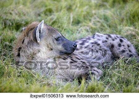 "Spotted hyena or Laughing Hyena (Crocuta crocuta), Okavango Delta, Botswana, Africa" View Large Photo Image Stock Image - "Spotted hyena or Laughing Hyena (Crocuta crocuta), Okavango Delta, Botswana, Africa". Fotosearch