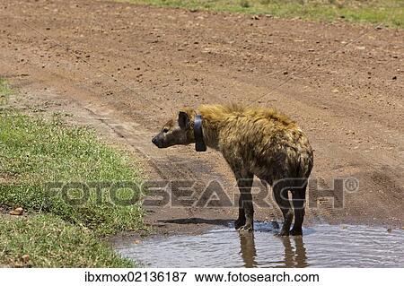 Stock Photo - "Spotted Hyena or Laughing Hyena (Crocuta crocuta) with a transmitter around its neck, Masai Mara National Reserve, Kenya, East Africa, Africa, PublicGround, Africa". Fotosearch