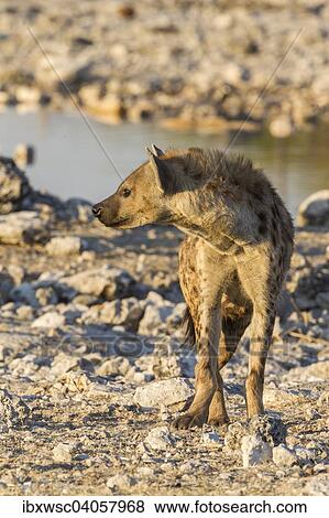 "Spotted Hyena or Laughing Hyena (Crocuta crocuta), Etosha National Park, Namibia, Africa" View Large Photo Image Stock Photo - "Spotted Hyena or Laughing Hyena (Crocuta crocuta), Etosha National Park, Namibia, Africa". Fotosearch
