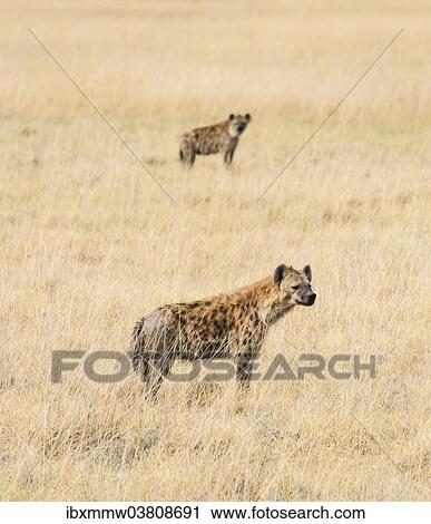 "Spotted Hyenas (Crocuta crocuta) in the dry grass, Etosha National Park, Namibia, Africa" View Large Photo Image Stock Image - "Spotted Hyenas (Crocuta crocuta) in the dry grass, Etosha National Park, Namibia, Africa". Fotosearch