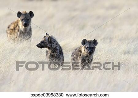 "Spotted Hyenas (Crocuta crocuta), sub-adults standing in long grass, Etosha National Park, Namibia, Africa" View Large Photo Image Stock Image - "Spotted Hyenas (Crocuta crocuta), sub-adults standing in long grass, Etosha National Park, Namibia, Africa". Fotosearch