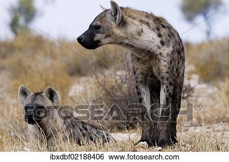 "Spotted Hyenas (Crocuta crocuta), Kgalagadi Transfrontier Park, Kalahari Desert, Northern Cape, South Africa, Africa" View Large Photo Image Stock Photograph - "Spotted Hyenas (Crocuta crocuta), Kgalagadi Transfrontier Park, Kalahari Desert, Northern Cape, South Africa, Africa". Fotosearch