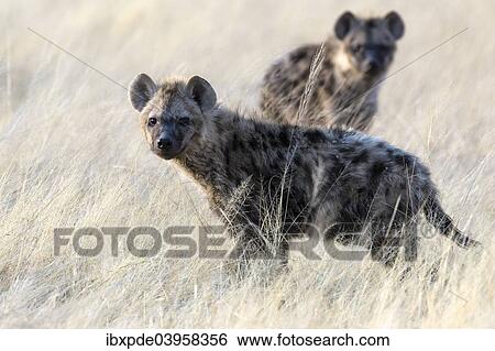 "Spotted Hyenas (Crocuta crocuta), two sub-adults standing in long grass, Etosha National Park, Namibia, Africa" View Large Photo Image Stock Photograph - "Spotted Hyenas (Crocuta crocuta), two sub-adults standing in long grass, Etosha National Park, Namibia, Africa". Fotosearch