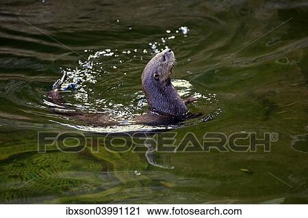 "Spotted-necked Otter (Lutra maculicollis), adult, swimming, Eastern Cape, South Africa, Africa" View Large Photo Image Stock Image - "Spotted-necked Otter (Lutra maculicollis), adult, swimming, Eastern Cape, South Africa, Africa". Fotosearch