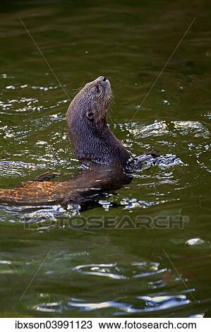 "Spotted-necked Otter (Lutra maculicollis), adult, swimming, Eastern Cape, South Africa, Africa" View Large Photo Image Stock Image - "Spotted-necked Otter (Lutra maculicollis), adult, swimming, Eastern Cape, South Africa, Africa". Fotosearch