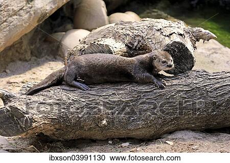 "Spotted-necked Otter (Lutra maculicollis), adult, Eastern Cape, South Africa, Africa" View Large Photo Image Stock Image - "Spotted-necked Otter (Lutra maculicollis), adult, Eastern Cape, South Africa, Africa". Fotosearch
