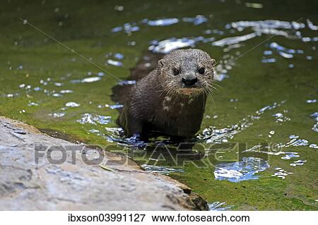 "Spotted-necked Otter (Lutra maculicollis), adult in the water, Eastern Cape, South Africa, Africa" View Large Photo Image Stock Photo - "Spotted-necked Otter (Lutra maculicollis), adult in the water, Eastern Cape, South Africa, Africa". Fotosearch