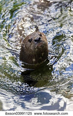 "Spotted-necked Otter (Lutra maculicollis), adult, swimming, Eastern Cape, South Africa, Africa" View Large Photo Image Stock Photography - "Spotted-necked Otter (Lutra maculicollis), adult, swimming, Eastern Cape, South Africa, Africa". Fotosearch