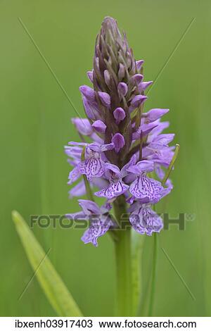 "Spotted Orchid or Heath Spotted Orchid (Dactylorhiza maculata), Emsland, Lower Saxony, Germany, Europe" View Large Photo Image Stock Image - "Spotted Orchid or Heath Spotted Orchid (Dactylorhiza maculata), Emsland, Lower Saxony, Germany, Europe". Fotosearch