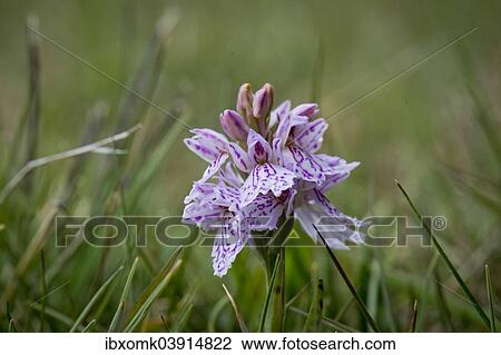 "Spotted Orchid or Heath Spotted Orchid (Dactylorhiza maculata), Faroe Islands, Denmark, Europe" View Large Photo Image Stock Image - "Spotted Orchid or Heath Spotted Orchid (Dactylorhiza maculata), Faroe Islands, Denmark, Europe". Fotosearch