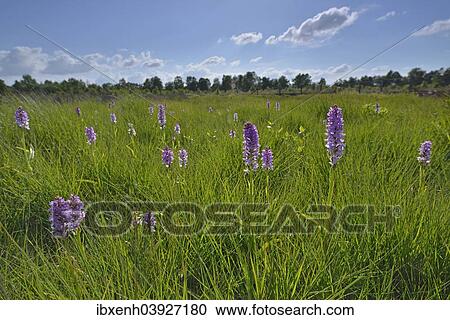 "Spotted Orchids or Heath Spotted Orchids (Dactylorhiza maculata), Emsland, Lower Saxony, Germany, Europe" View Large Photo Image Stock Image - "Spotted Orchids or Heath Spotted Orchids (Dactylorhiza maculata), Emsland, Lower Saxony, Germany, Europe". Fotosearch