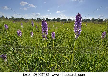 "Spotted Orchids or Heath Spotted Orchids (Dactylorhiza maculata), Emsland, Lower Saxony, Germany, Europe" View Large Photo Image Stock Image - "Spotted Orchids or Heath Spotted Orchids (Dactylorhiza maculata), Emsland, Lower Saxony, Germany, Europe". Fotosearch