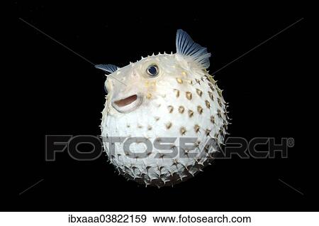 "Spotted Porcupinefish (Diodon hystrix), Red Sea, Egypt, Africa" View Large Photo Image Stock Photo - "Spotted Porcupinefish (Diodon hystrix), Red Sea, Egypt, Africa". Fotosearch