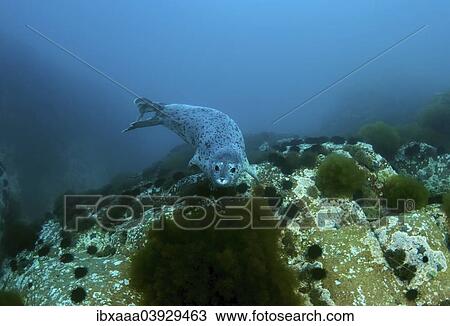 "Spotted Seal or Largha Seal (Phoca largha, Phoca vitulina largha), Verkhovskogo Islands, Sea of Japan, Russia, Europe" View Large Photo Image Stock Image - "Spotted Seal or Largha Seal (Phoca largha, Phoca vitulina largha), Verkhovskogo Islands, Sea of Japan, Russia, Europe". Fotosearch