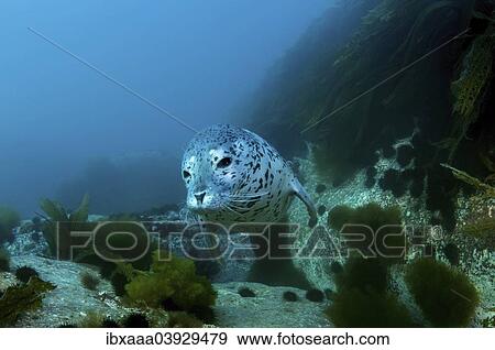 "Spotted Seal (Phoca largha, Phoca vitulina largha), Sea of Japan, Russia, Europe" View Large Photo Image Stock Photo - "Spotted Seal (Phoca largha, Phoca vitulina largha), Sea of Japan, Russia, Europe". Fotosearch