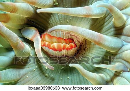 "Spotted Swimming Anemone (Stomphia coccinea), White Sea, Karelia, Arctic, Russia, Europe" View Large Photo Image Stock Image - "Spotted Swimming Anemone (Stomphia coccinea), White Sea, Karelia, Arctic, Russia, Europe". Fotosearch