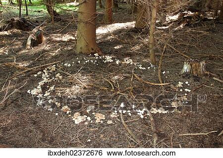 "Spotted Toughshank (Rhodocollybia maculata), growing in a so-called """"fairy ring"""", Allgaeu, Bavaria, Germany, Europe" View Large Photo Image Stock Photograph - "Spotted Toughshank (Rhodocollybia maculata), growing in a so-called """"fairy ring"""", Allgaeu, Bavaria, Germany, Europe". Fotosearch