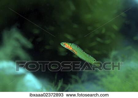 "Spottyfin gunnel (Opisthocentrus ocellatus), Japan Sea, Far East, Primorsky Krai, Russian Federation" View Large Photo Image Stock Image - "Spottyfin gunnel (Opisthocentrus ocellatus), Japan Sea, Far East, Primorsky Krai, Russian Federation". Fotosearch
