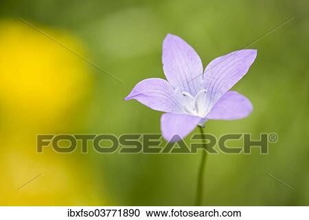 "Spreading Bellflower (Campanula patula), flowers, Thuringia, Germany, Europe" View Large Photo Image Stock Image - "Spreading Bellflower (Campanula patula), flowers, Thuringia, Germany, Europe". Fotosearch