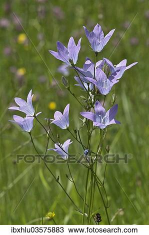 "Spreading Bellflower (Campanula patula), Untergroningen, Abtsgmuend, Baden-Wurttemberg, Germany, Europe" View Large Photo Image Stock Image - "Spreading Bellflower (Campanula patula), Untergroningen, Abtsgmuend, Baden-Wurttemberg, Germany, Europe". Fotosearch
