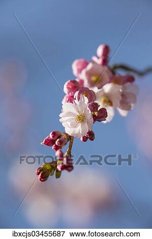 "Spring cherry, Higan cherry or Rosebud cherry (Prunus subhirtella), cherry blossoms, Leverkusen, North Rhine-Westphalia, Germany, Europe" View Large Photo Image Stock Photo - "Spring cherry, Higan cherry or Rosebud cherry (Prunus subhirtella), cherry blossoms, Leverkusen, North Rhine-Westphalia, Germany, Europe". Fotosearch
