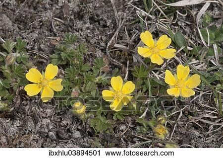 "Spring Cinquefoil or Spotted Cinquefoil (Potentilla tabernaemontani), Baden-Wurttemberg, Germany, Europe" View Large Photo Image Stock Image - "Spring Cinquefoil or Spotted Cinquefoil (Potentilla tabernaemontani), Baden-Wurttemberg, Germany, Europe". Fotosearch