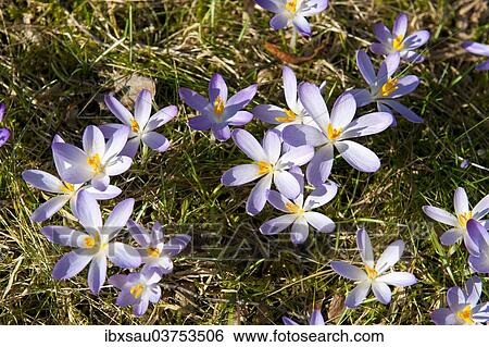 "Spring Crocus (Crocus vernus), Bavaria, Germany, Europe" View Large Photo Image Stock Photograph - "Spring Crocus (Crocus vernus), Bavaria, Germany, Europe". Fotosearch