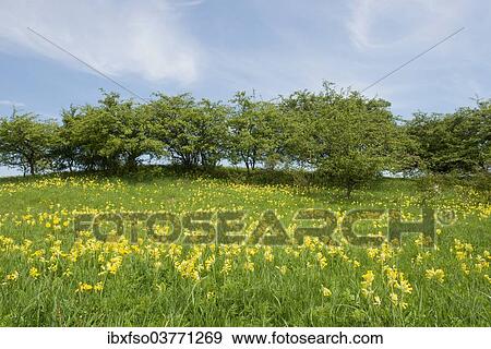 "Spring field with Cowslip flowers (Primula veris), Thuringia, Germany, Europe" View Large Photo Image Stock Photo - "Spring field with Cowslip flowers (Primula veris), Thuringia, Germany, Europe". Fotosearch