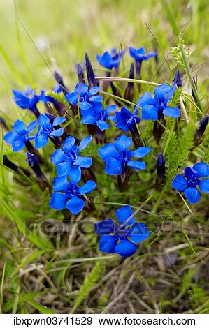 "Spring Gentian (Gentiana verna), Bernese Alps, Switzerland, Europe" View Large Photo Image Stock Photo - "Spring Gentian (Gentiana verna), Bernese Alps, Switzerland, Europe". Fotosearch