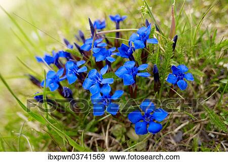 "Spring Gentian (Gentiana verna), Bernese Alps, Switzerland, Europe" View Large Photo Image Stock Photo - "Spring Gentian (Gentiana verna), Bernese Alps, Switzerland, Europe". Fotosearch