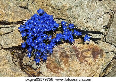 "Spring Gentian (Gentiana verna), Lotschental, Canton of Valais, Switzerland, Europe" View Large Photo Image Stock Photograph - "Spring Gentian (Gentiana verna), Lotschental, Canton of Valais, Switzerland, Europe". Fotosearch