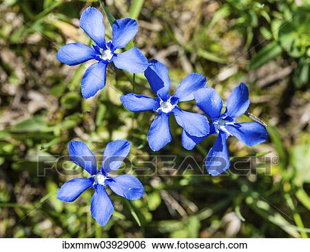 "Spring Gentian (Gentiana verna), flowers" View Large Photo Image Stock Photograph - "Spring Gentian (Gentiana verna), flowers". Fotosearch